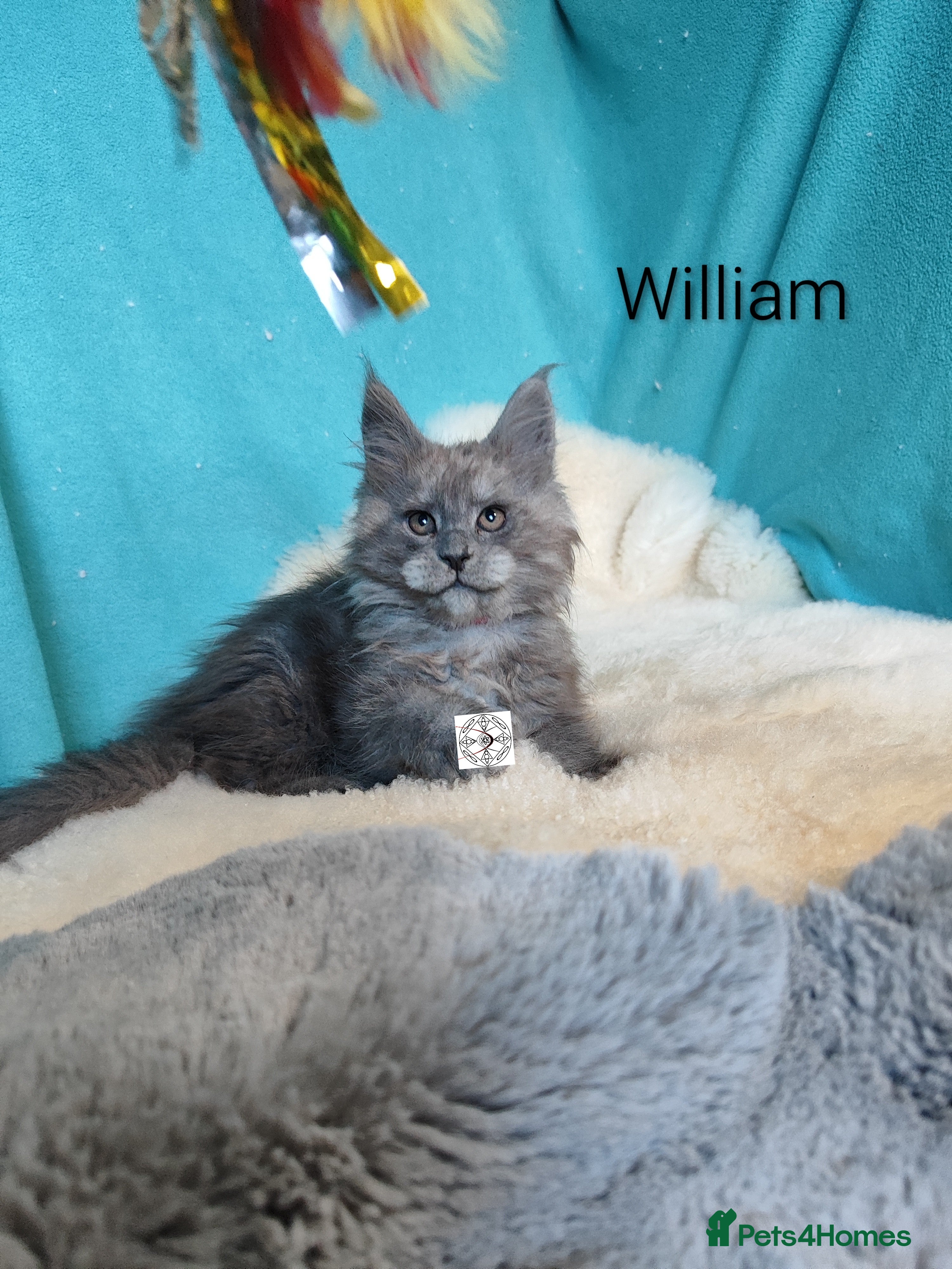 Maine Coon cats XXL beautiful Maine coon boy  - Advert 5