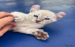 Bengal cats for sale: Gob smacking rare kittens  - Image 27