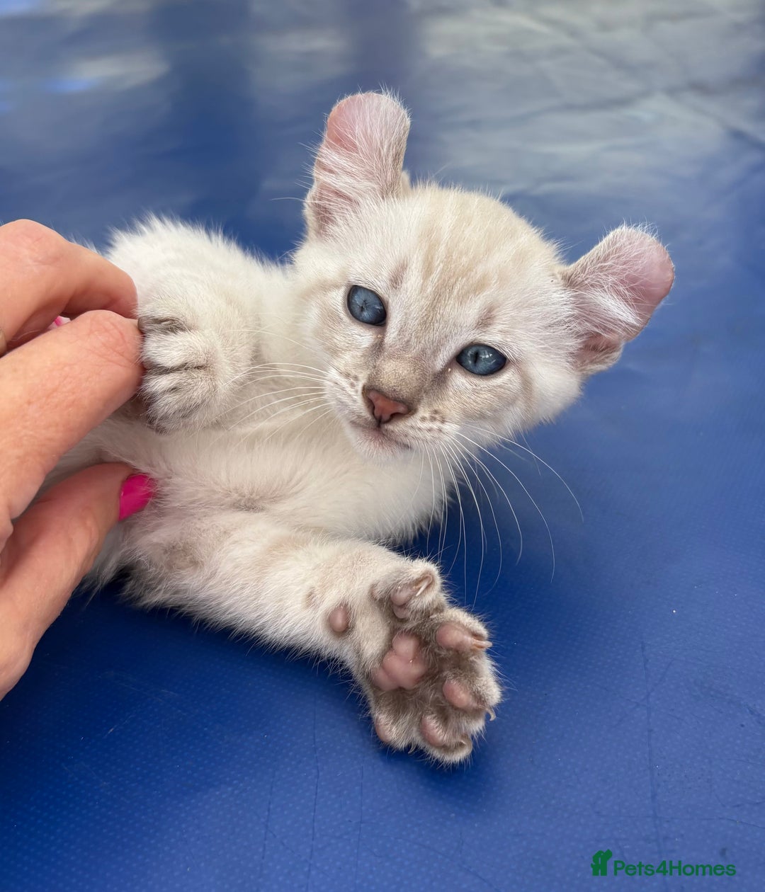 Bengal cats for sale: Gob smacking rare kittens  - Image 27