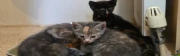 Mixed Breed cats for sale: Friendly, playful and sweet kittens  - Advert 3