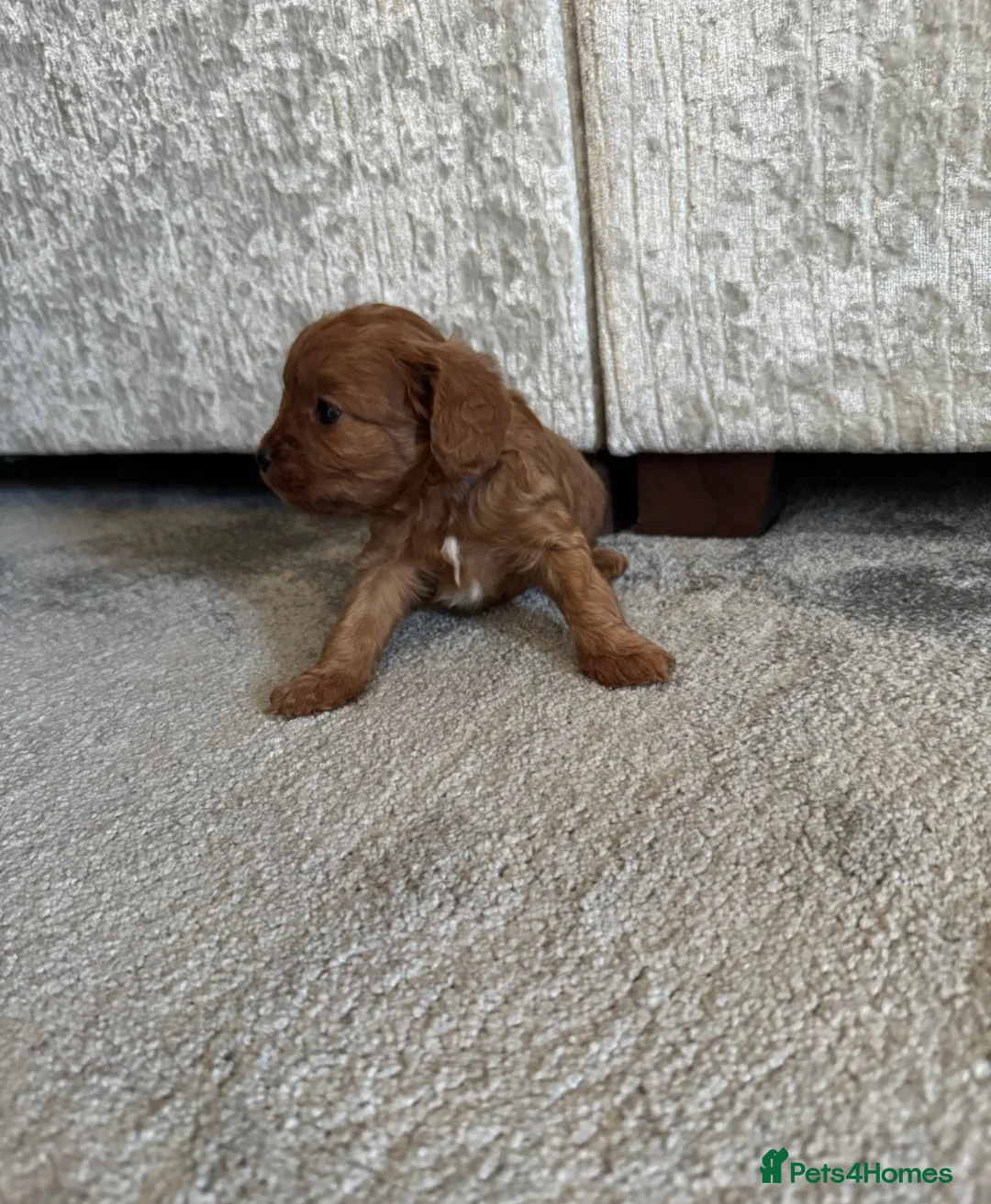 Cavalier King Charles Spaniel dogs for sale: Outstanding Cavalier King Charles Spaniel Puppies  in London - Advert 9