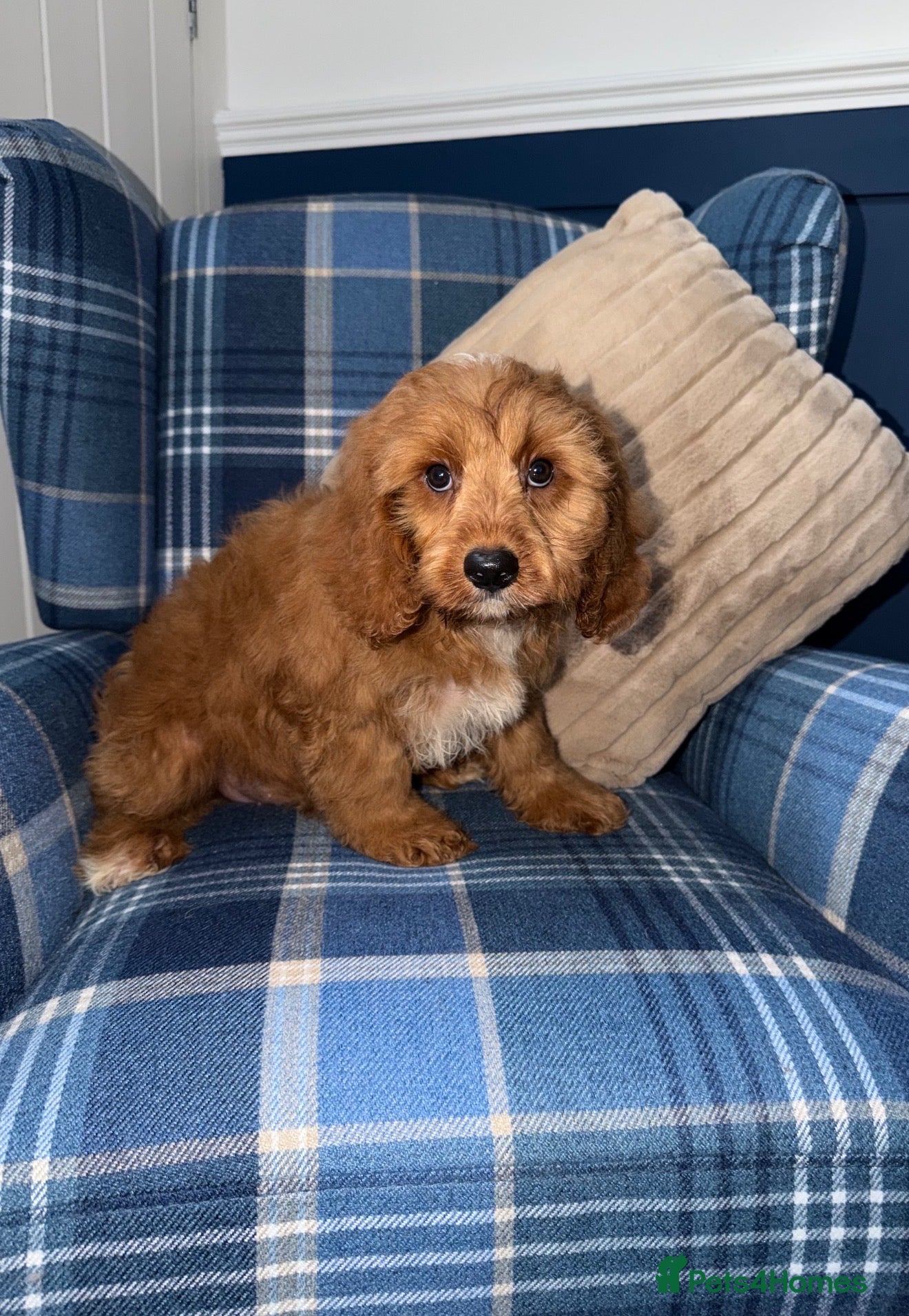 Cavapoo dogs 💙🩵Stunning Red Cavapoos boys 💙🩵 - Advert 2