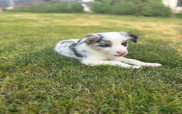 Border Collie dogs for sale: Blue Merle and Tri colour pups - Image 7