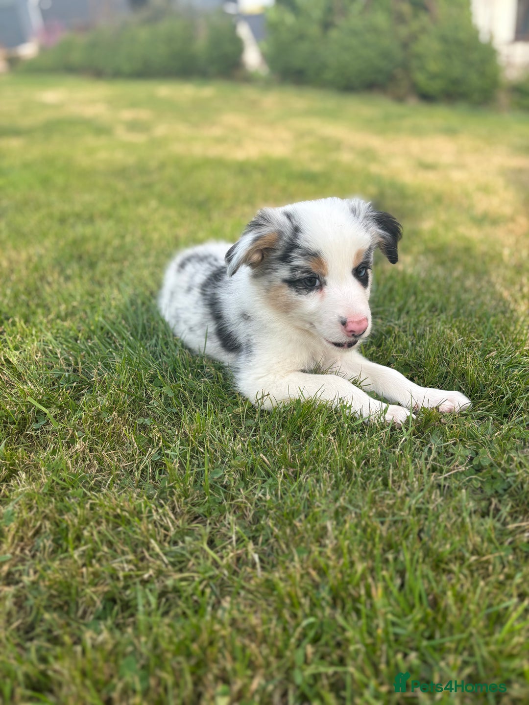 Border Collie dogs for sale: Blue Merle and Tri colour pups - Image 7