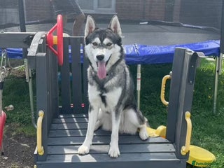 Siberian Husky dogs - Advert 23