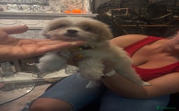 Mixed Breed dogs for sale: Chorkie-apso puppies  - Advert 31