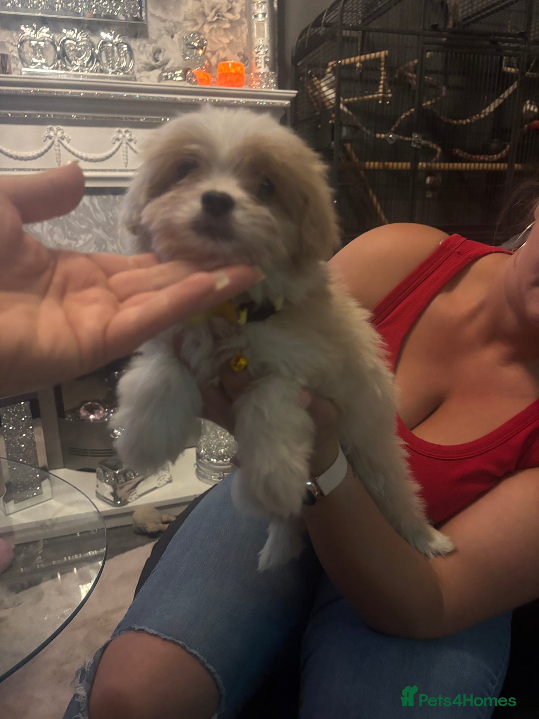Mixed Breed dogs for sale: Chorkie-apso puppies  - Advert 31