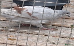 Pigeons birds for sale: Young tipplers/tumblers & racers £3 each - Image 6