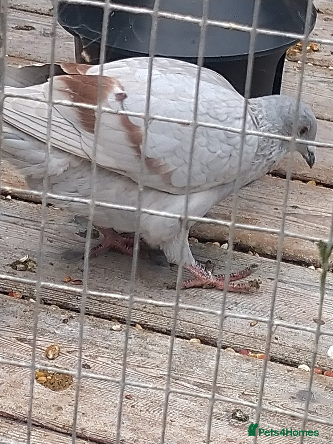 Pigeons birds for sale: Young tipplers/tumblers & racers £3 each - Image 6
