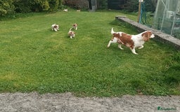 Cavalier King Charles Spaniel dogs for sale: Gorgeous litter of Cavalier King Charles Spaniels - Image 7