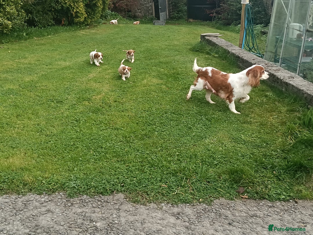 Cavalier King Charles Spaniel dogs for sale: Gorgeous litter of Cavalier King Charles Spaniels - Image 7