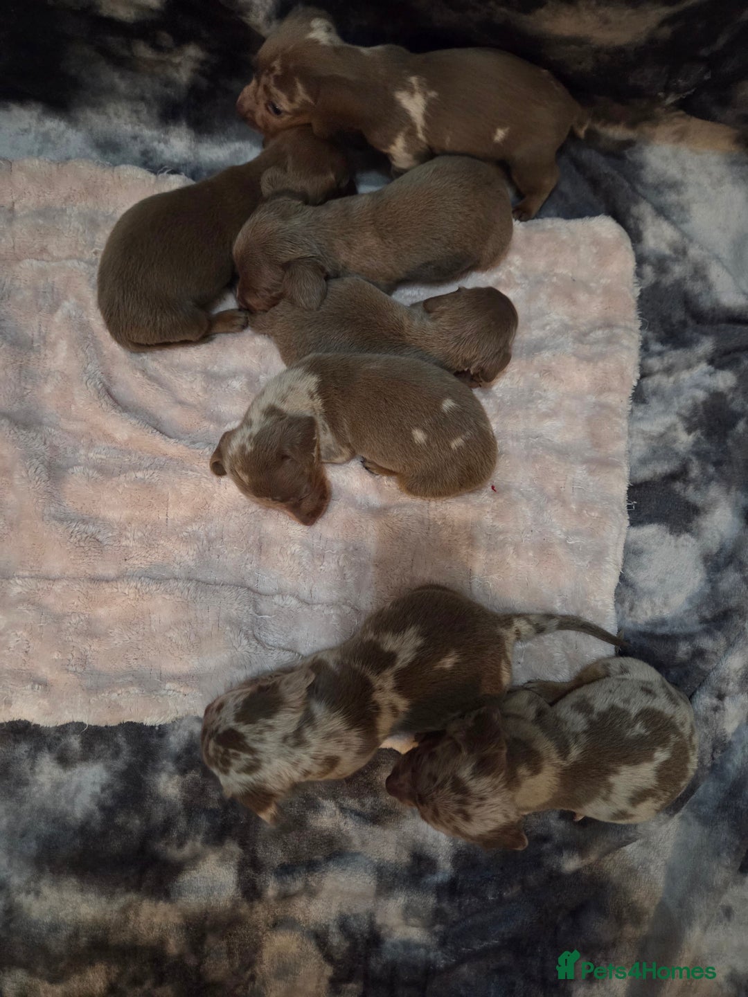 Miniature Dachshund dogs for sale: Miniature dachshund pups KC Reg - Advert 19