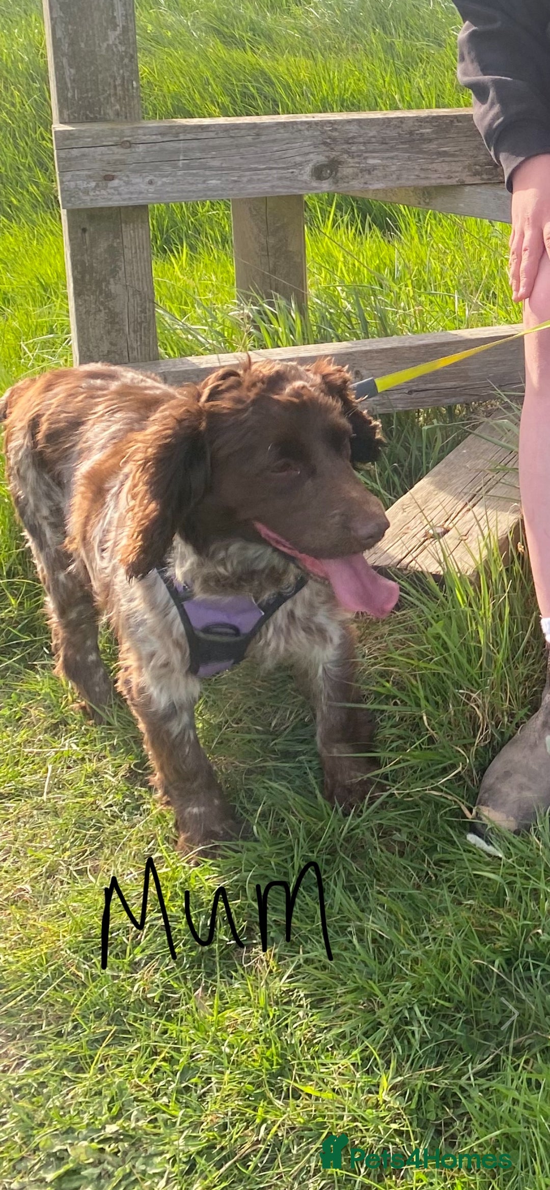 Cocker Spaniel dogs for sale: 9 beautiful cocker spaniel puppies - Image 10
