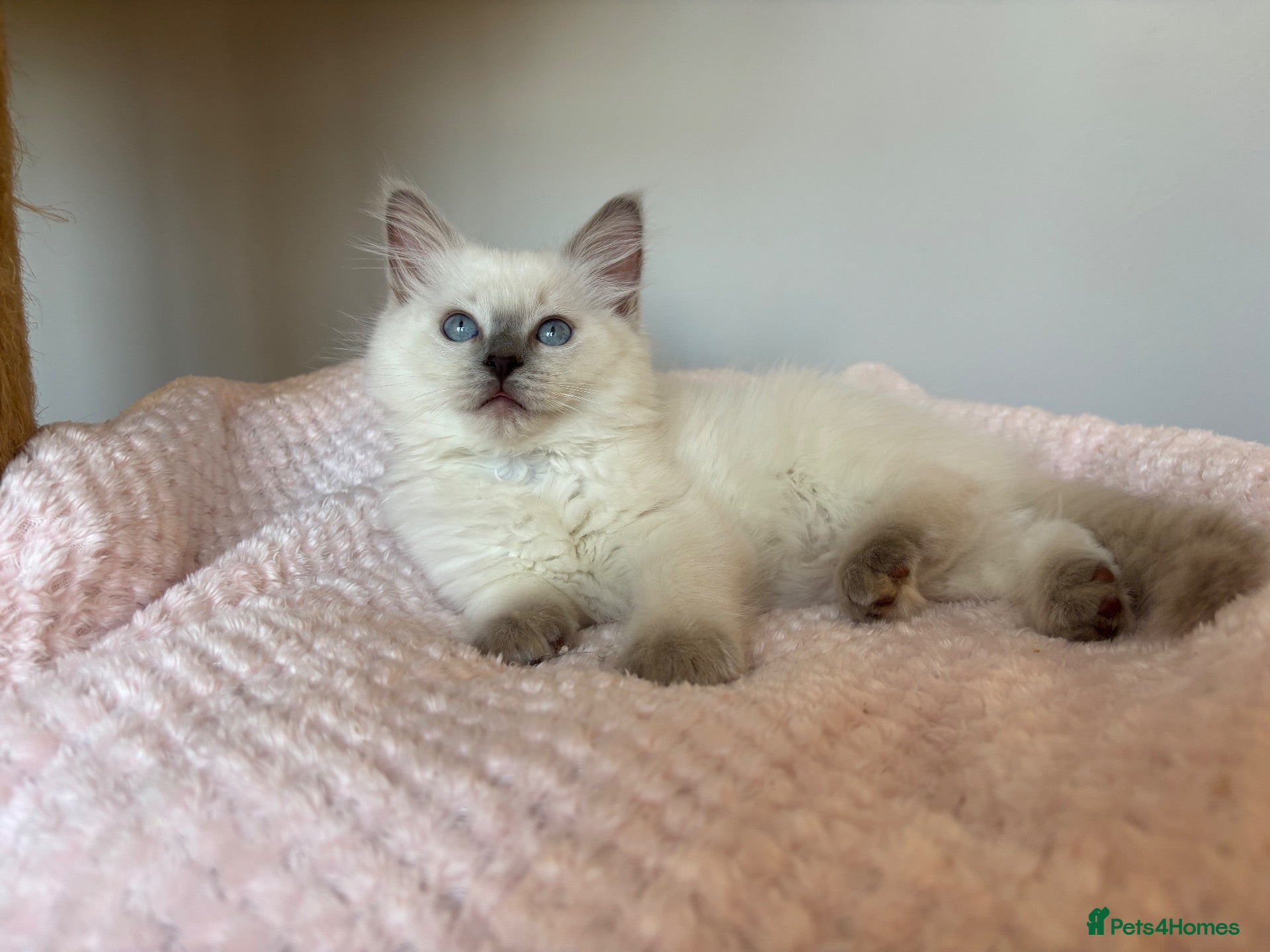 Ragdoll cats GCCF REGISTERD RAGDOLL KITTINES   - Advert 2
