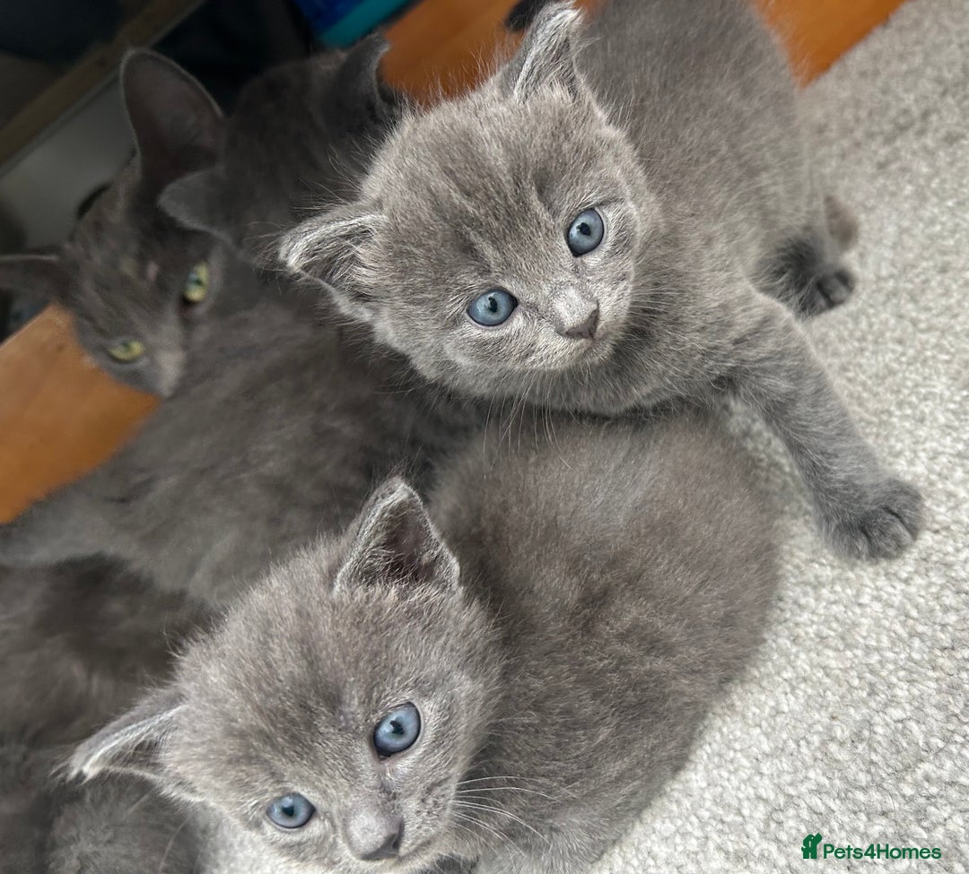 Russian Blue cats for sale: Russian blue kittens cross - Image 17