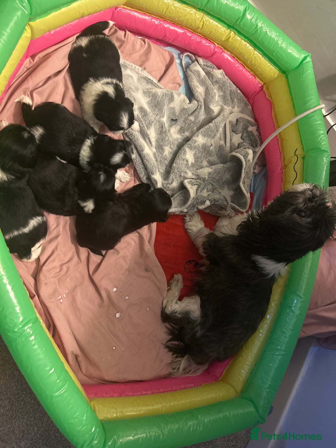 Shih Tzu dogs for sale: Half imperial shihtzu - Advert 1