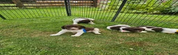 English Springer Spaniel dogs for sale: KC registered liver and white Springer spaniels in Kidderminster - Advert 2