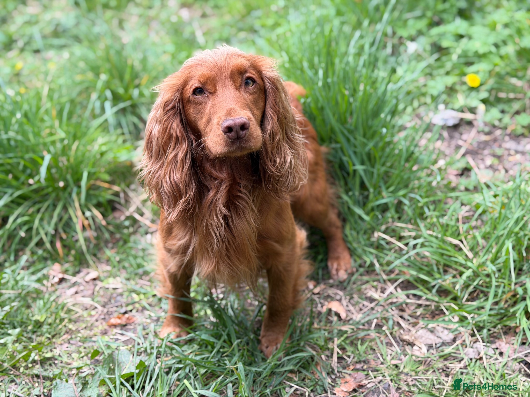 Cocker Spaniel dogs Red Fully Health Tested Cocker Spaniel Stud - Advert 9