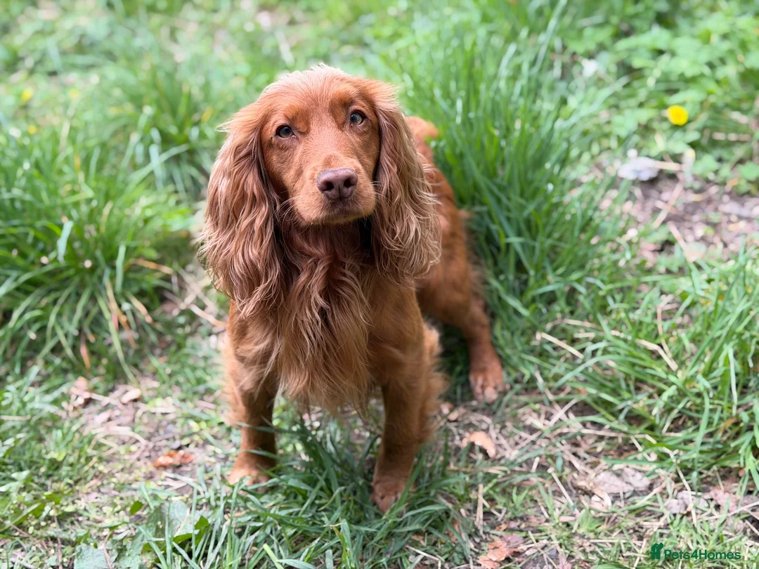 Cocker Spaniel dogs for stud: Red Fully Health Tested Cocker Spaniel Stud - Advert 1