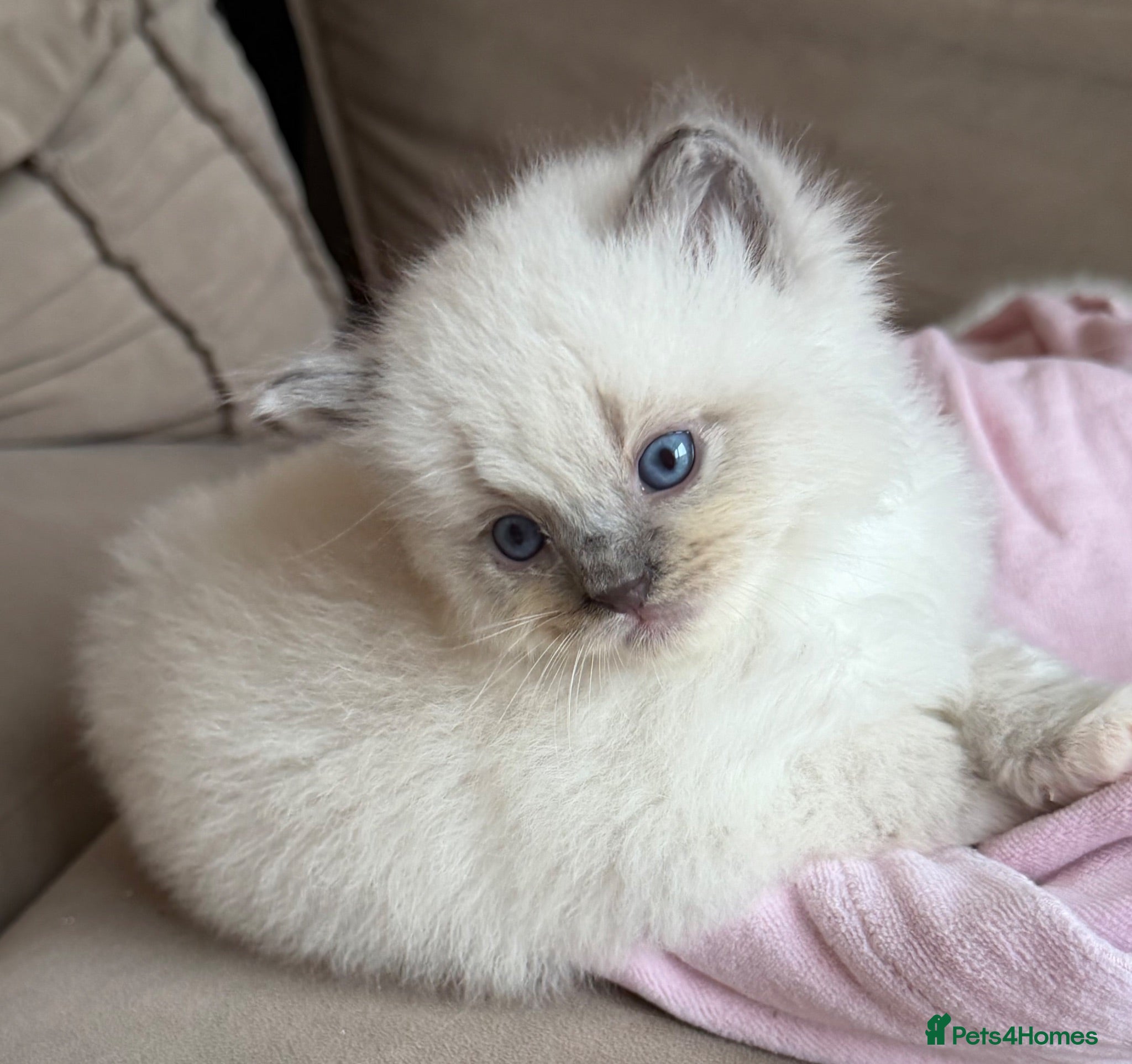 Ragdoll cats Mink/Sepia TICA Cherubim’s  - Advert 1