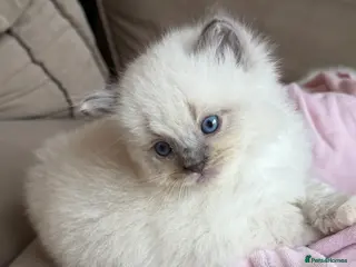 Ragdoll cats Mink/Sepia TICA Cherubim’s - Advert 1
