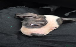 American Bulldog dogs for sale: Chunky American bulldog puppies - Image 3