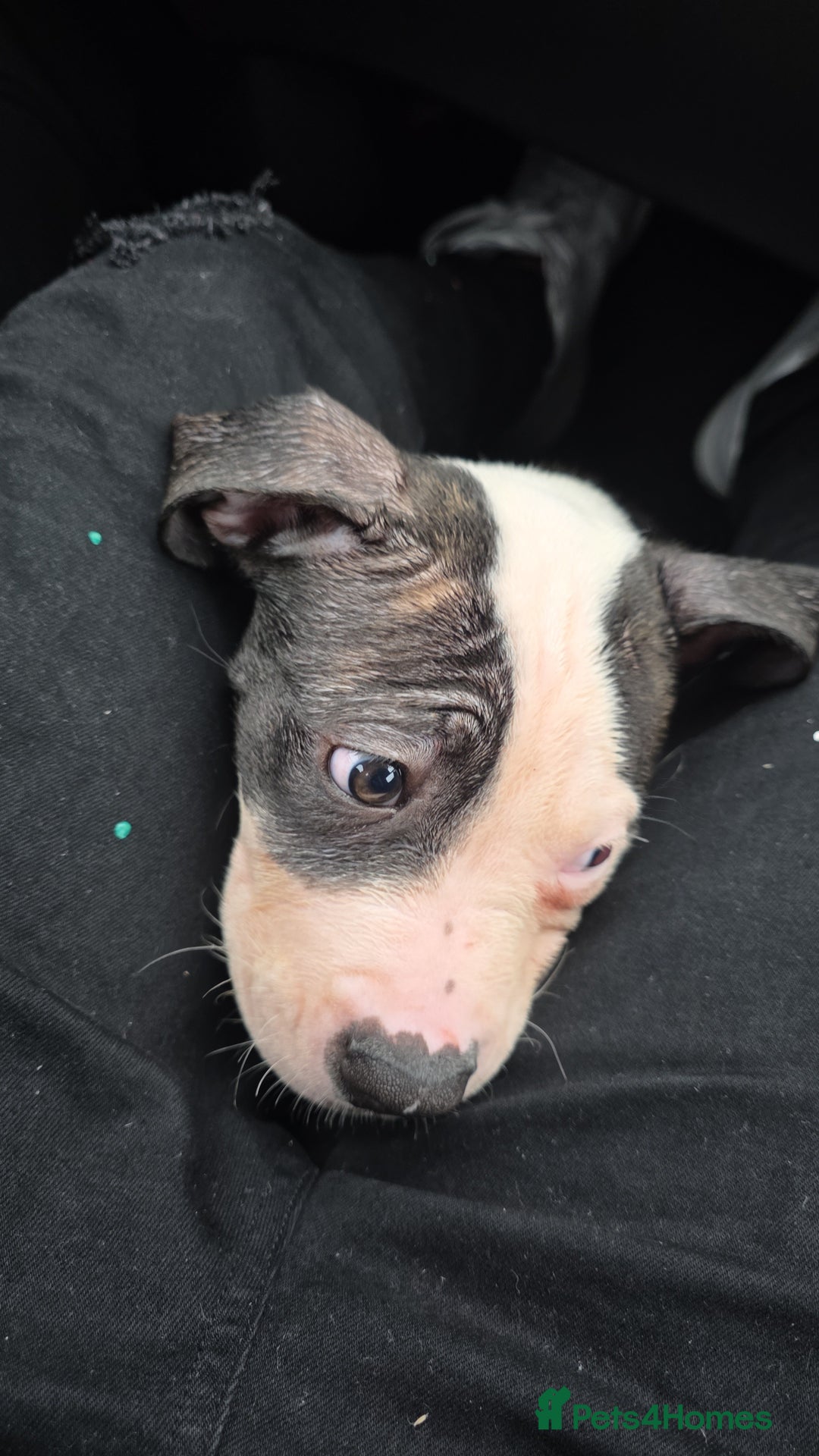 American Bulldog dogs for sale: Chunky American bulldog puppies - Image 3