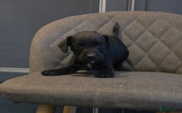 Patterdale Terrier dogs for sale: Patterdale Working Pups Ready To Go - Image 4