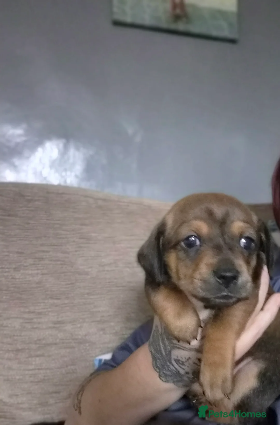 Mixed Breed dogs for sale: Beautiful chiweenies  - Advert 13