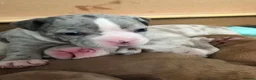 American Bully dogs for sale: Lilac Merle Pocket Bully bitches available  - Advert 8