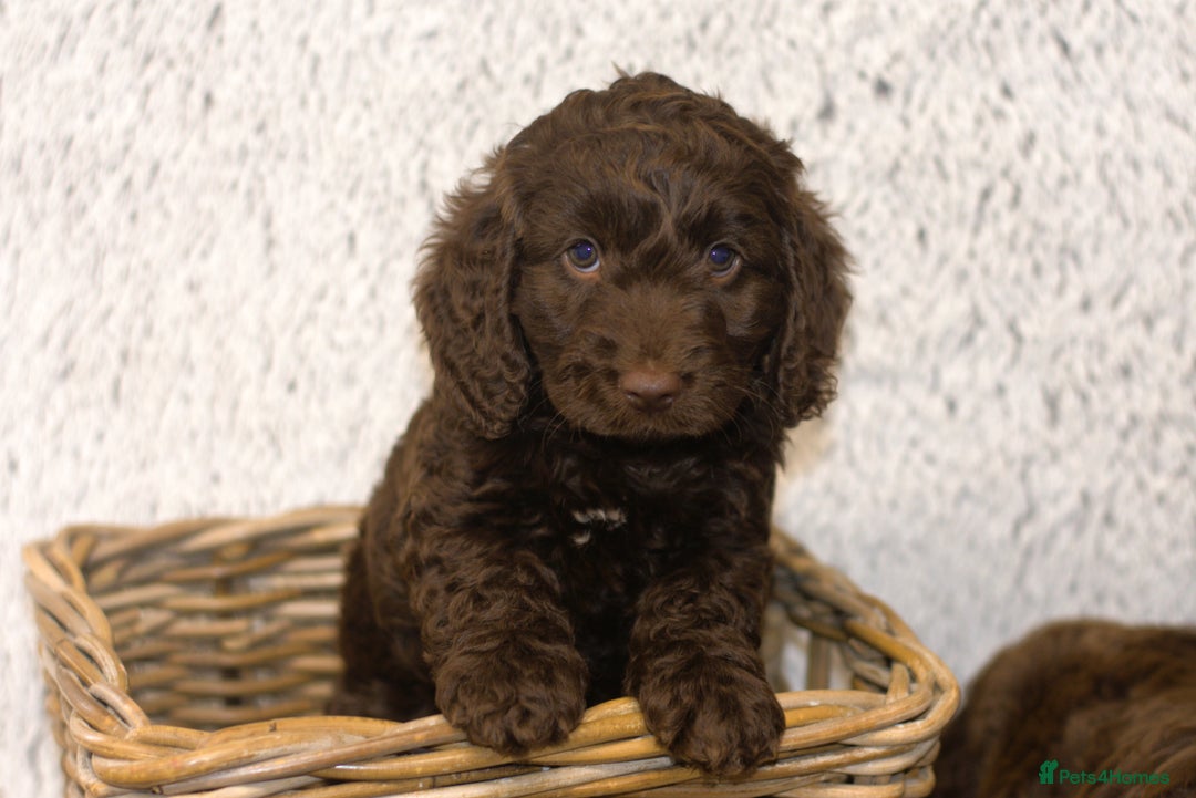 Cockapoo dogs for sale: Adorable Cockapoo Puppies – Ready This Friday 18th - Image 2