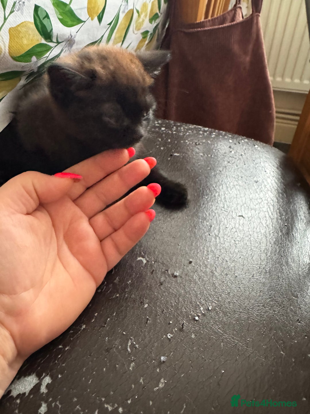 Mixed Breed cats for sale: Cats for sale  - Image 3