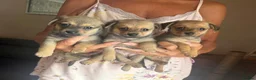 Mixed Breed dogs for sale: Dameranian puppies - Advert 7