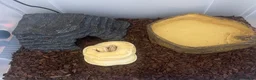 Python Snake reptiles for sale: Banana pied royal python  in Hull - Advert 6