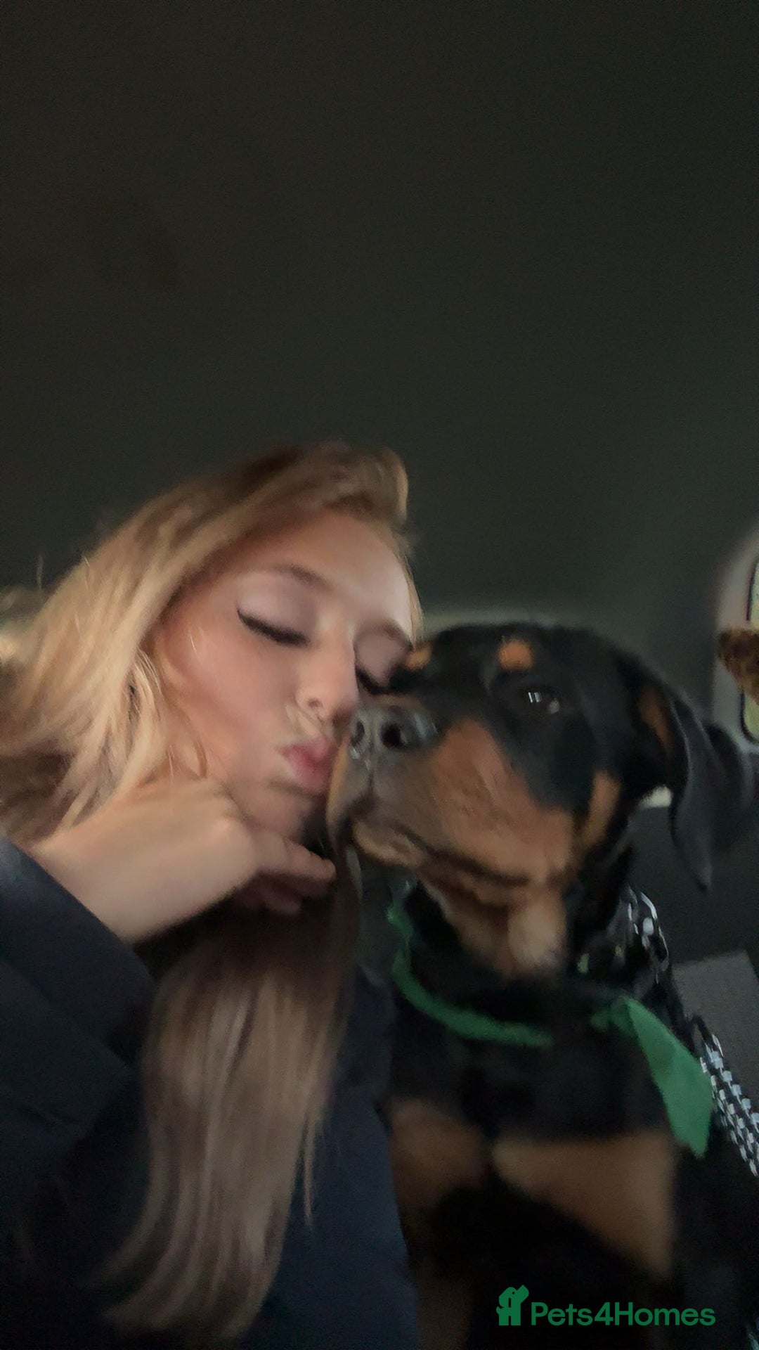 Mixed Breed dogs for sale: rottweiler puppy needs rehoming  - Advert 2