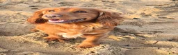 Cocker Spaniel dogs for sale: kc fully vaccinated male cocker spaniel  - Advert 6