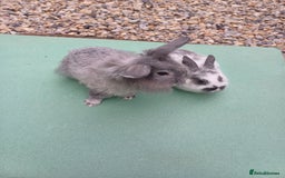 Mini Lop rabbits for sale: Beautiful Minilop Rabbit Male and female for sale - Advert 3