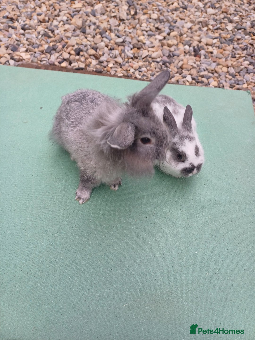 Mini Lop rabbits for sale: Beautiful Minilop Rabbit Male and female for sale - Advert 3