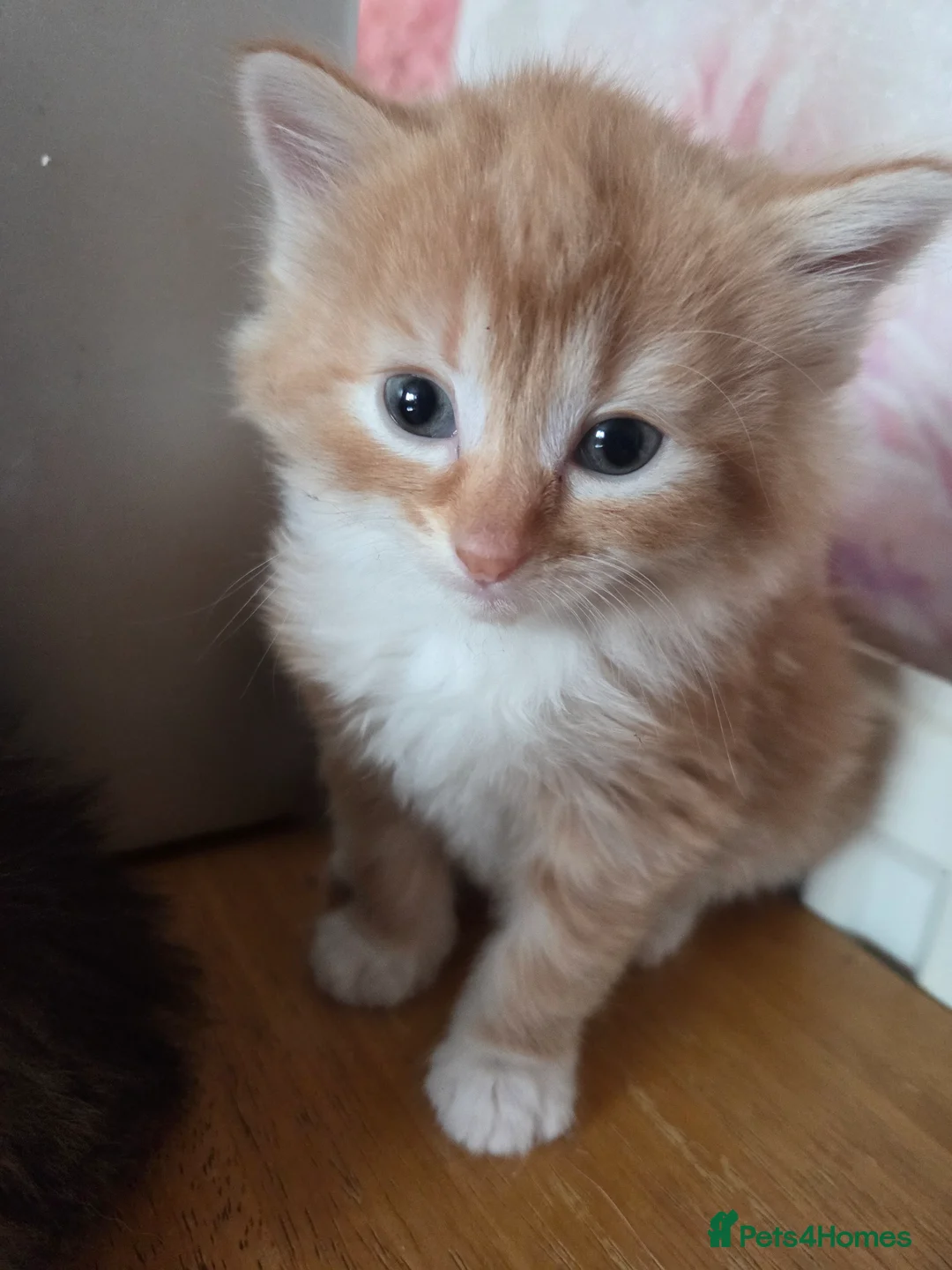 Mixed Breed cats for sale: 3 gorgeous kittens for sale - Advert 11