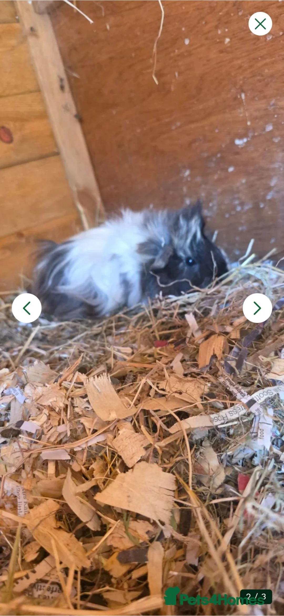 Guinea Pig rodents for sale: 2 female guinea pigs  - Advert 2