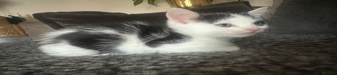 Ragdoll Kitten 2