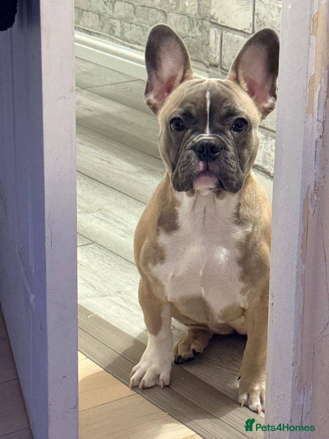 French Bulldog dogs for sale: French bulldog  - Advert 1