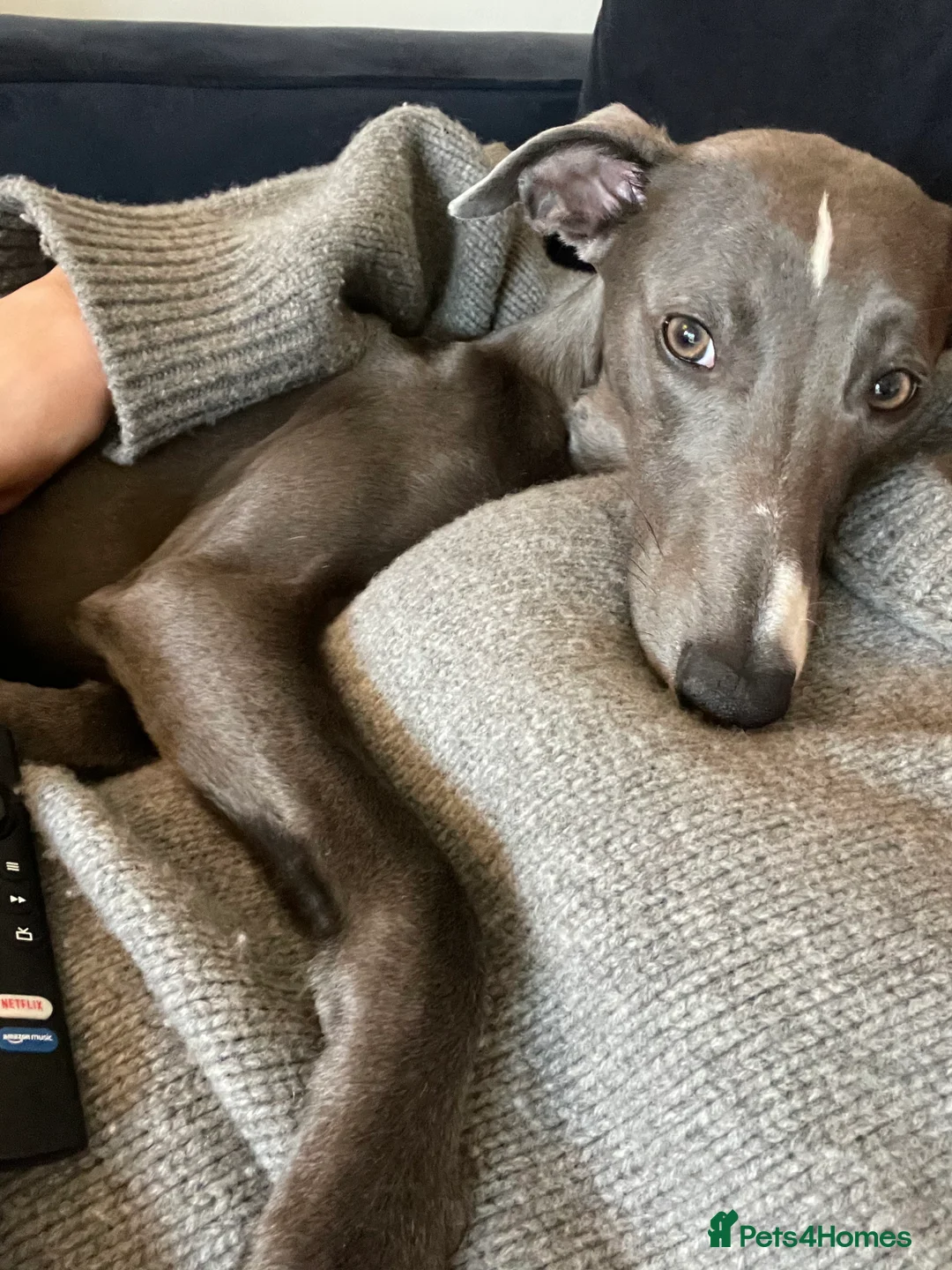 Whippet dogs for sale: 11 month old whippet puppy  - Advert 4