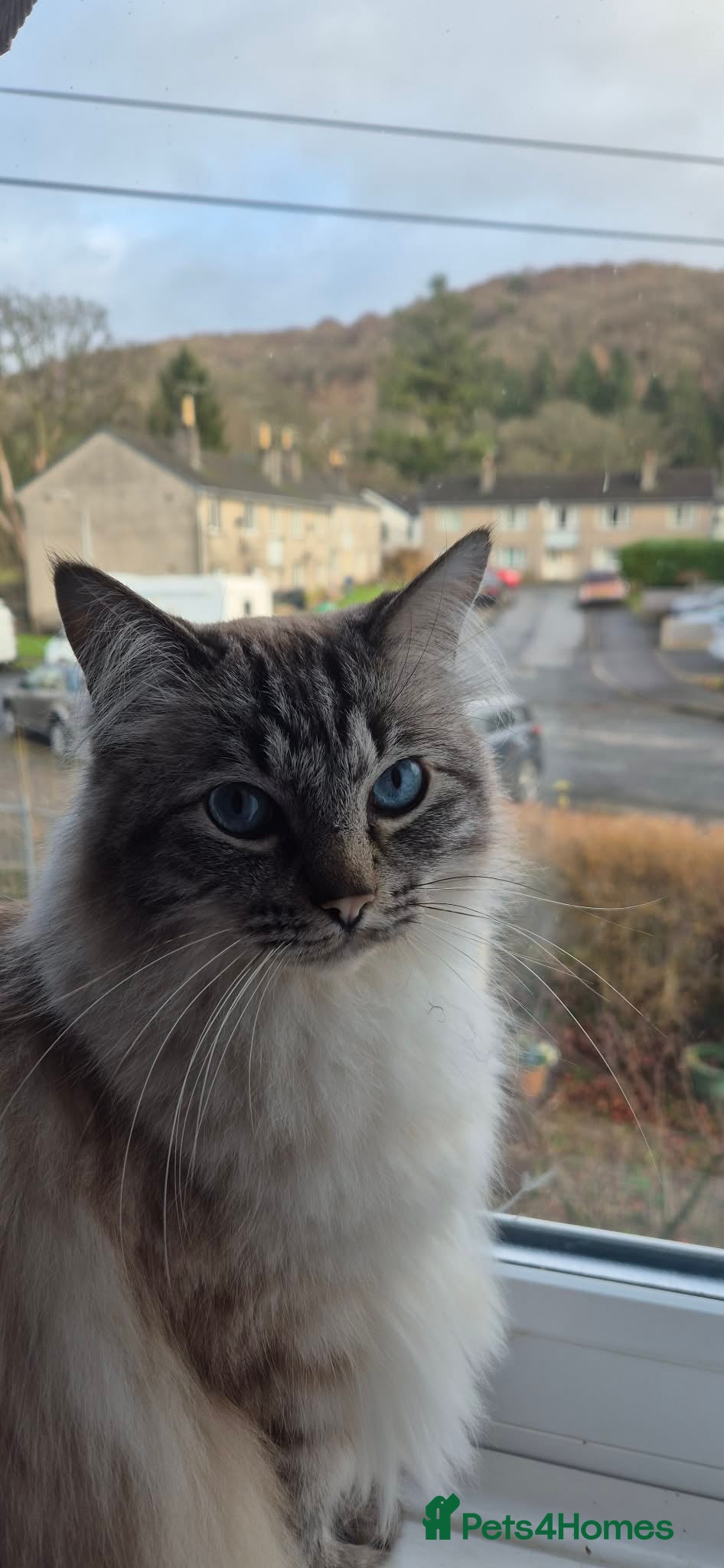 Ragdoll cats Male Ragdoll in need of a good home - Advert 2