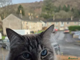 Ragdoll cats Male Ragdoll in need of a good home - Advert 2