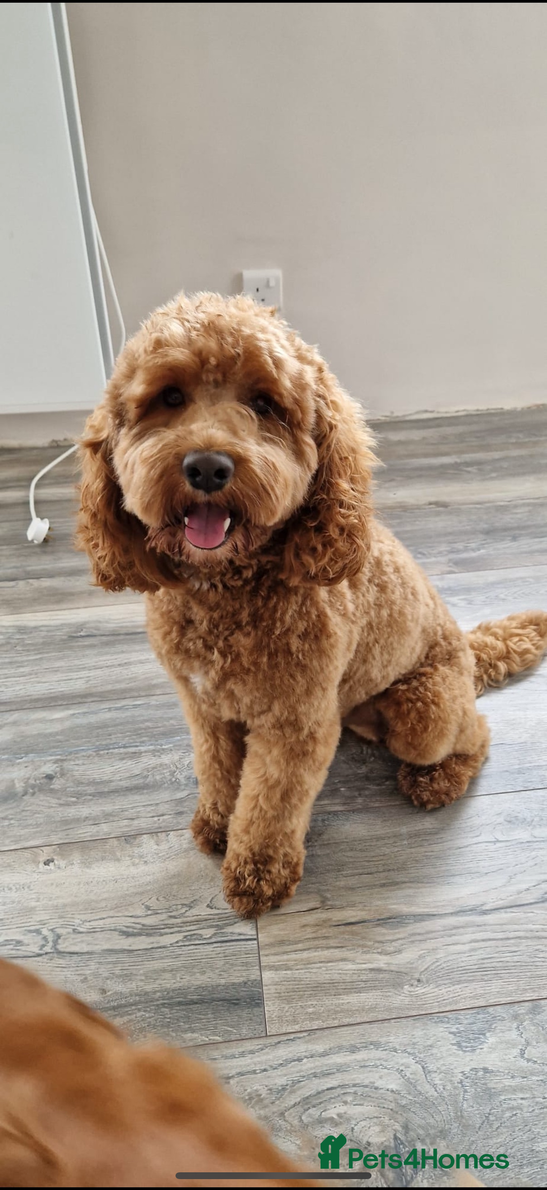 Cockapoo dogs for sale: Puppy - Advert 7