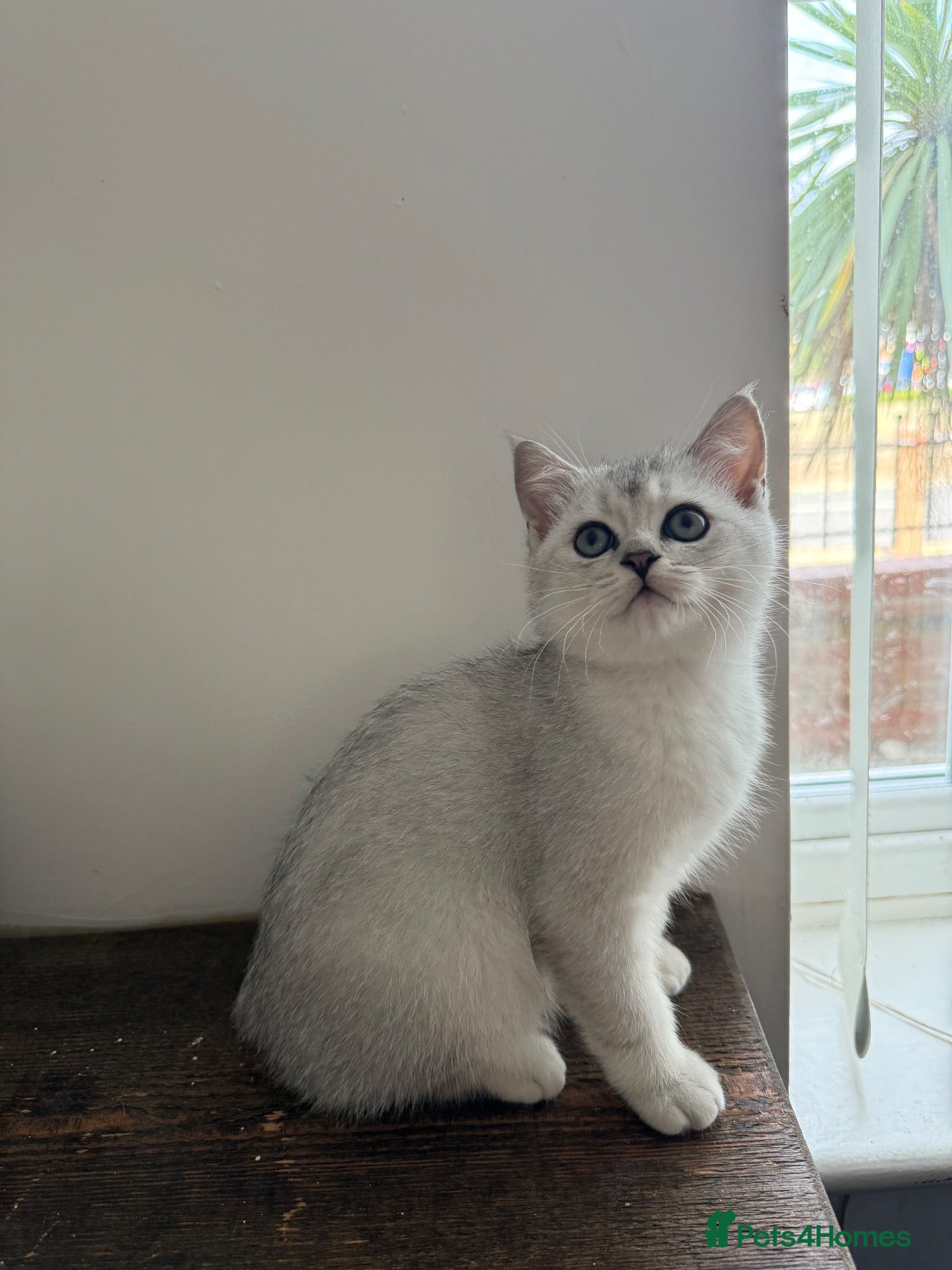 Scottish Fold cats Scottish straight ready for home TICA registered - Advert 1