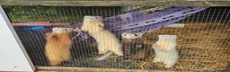 Ferret rodents for sale: Young Ferrets 14+ weeks  in Yelverton - Advert 2