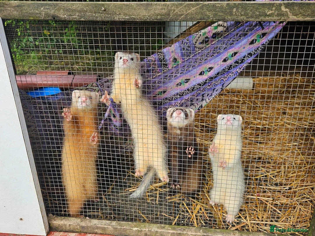 Ferret rodents for sale: Young Ferrets 14+ weeks  in Yelverton - Advert 2