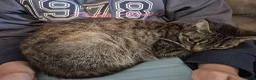 Mixed Breed cats for sale: Kitkit needs rehoming in London - Advert 3